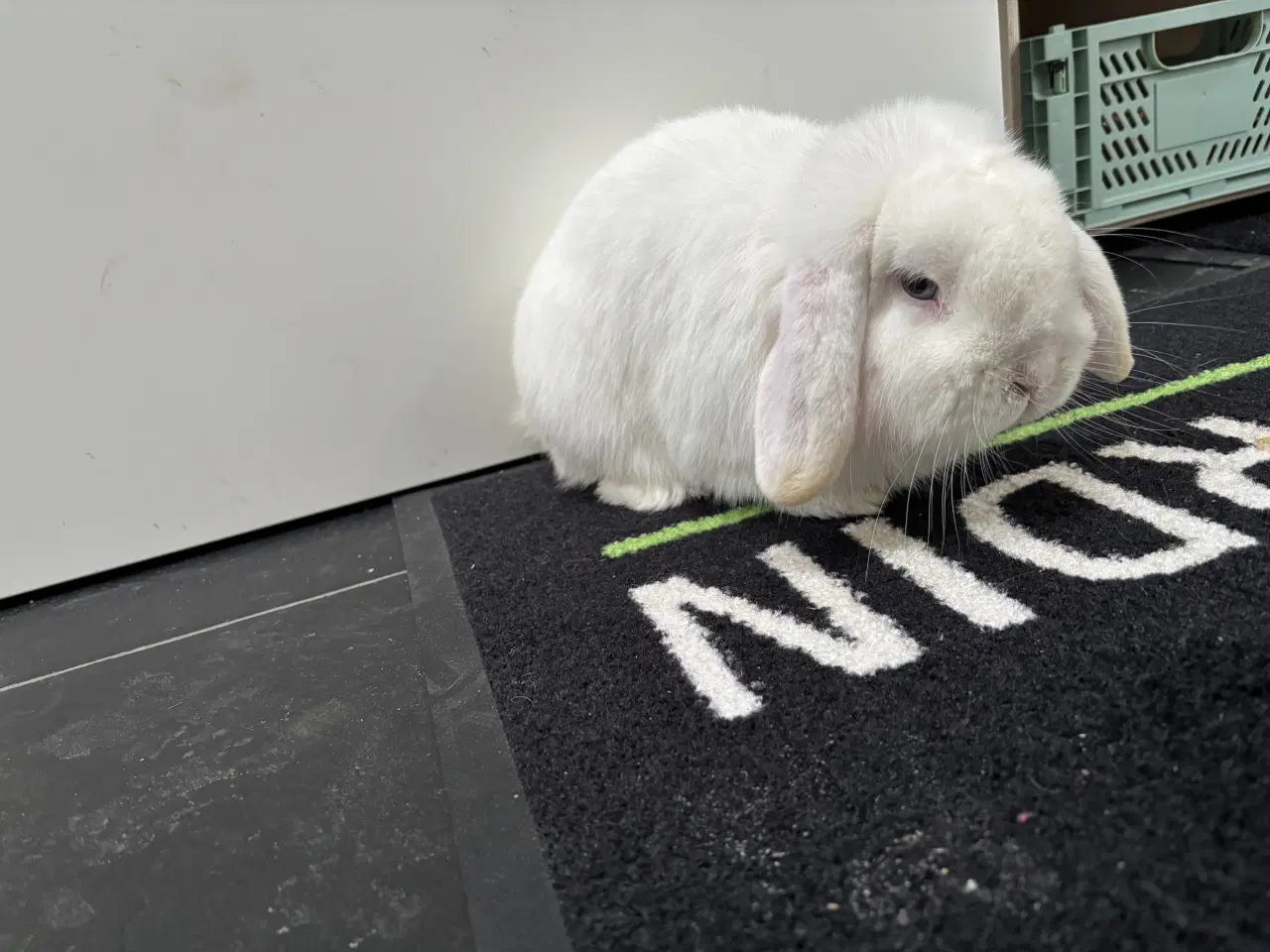 Billede 2 - Hvid Minilop han kanin på 1 år søger nyt hjem