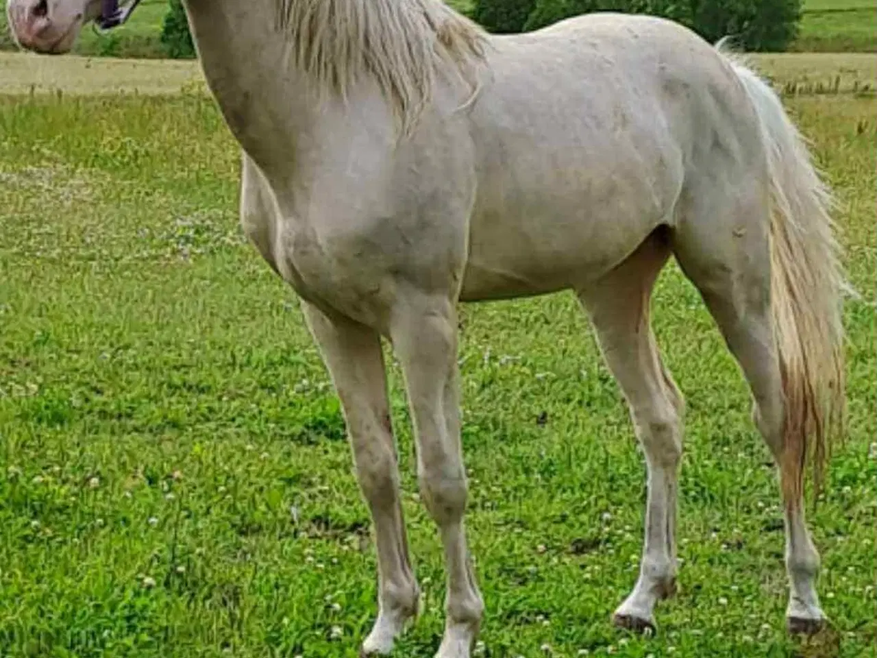 Billede 6 - 🌟 buckskin-hoppeplag søger nyt hjem 🌟