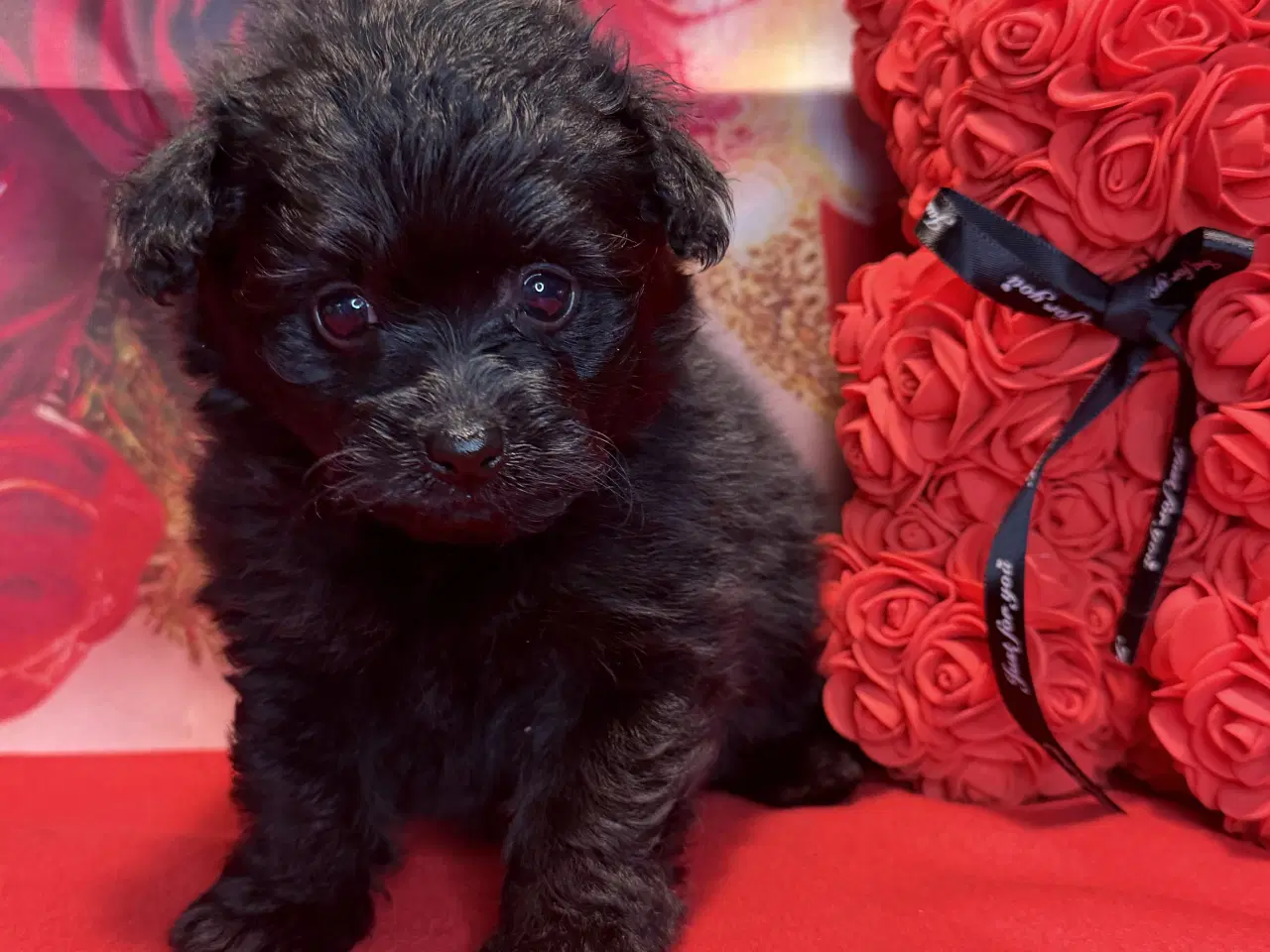 Billede 7 - 🐾 Skønne Pomapoo hvalpe søger deres forever homes