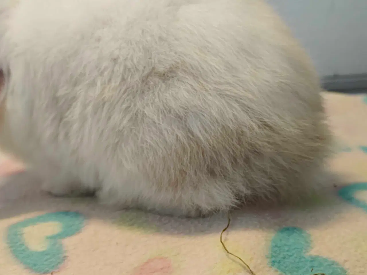 Billede 11 - Minilop