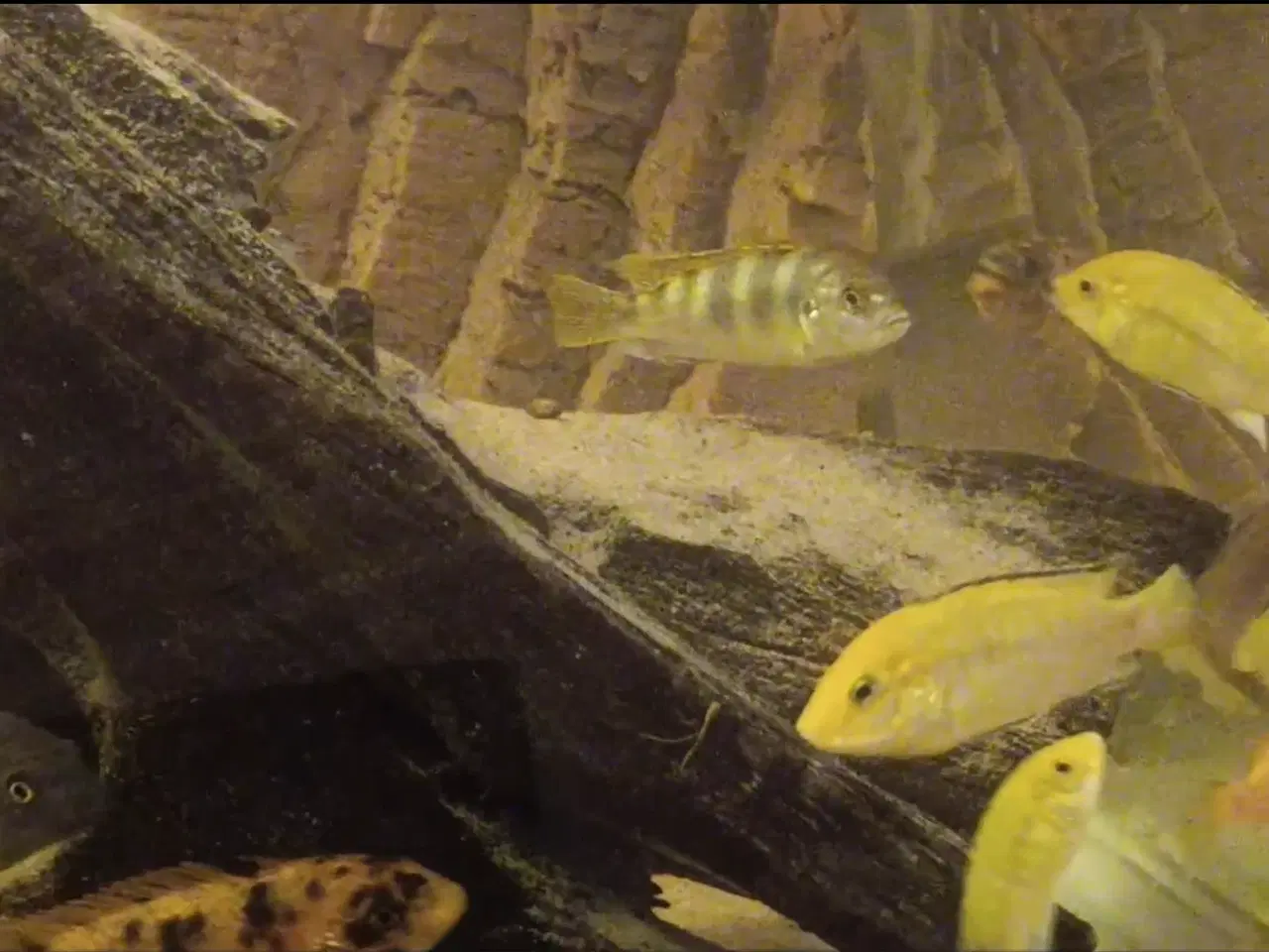 Billede 1 - Avl fra mine flotte  F1 ciclider i smukke nuancer.