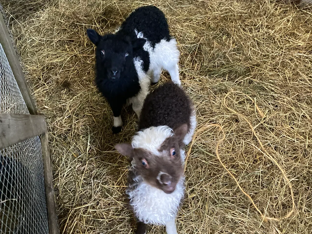 Billede 5 - 4 Gimmer lam spælsau 