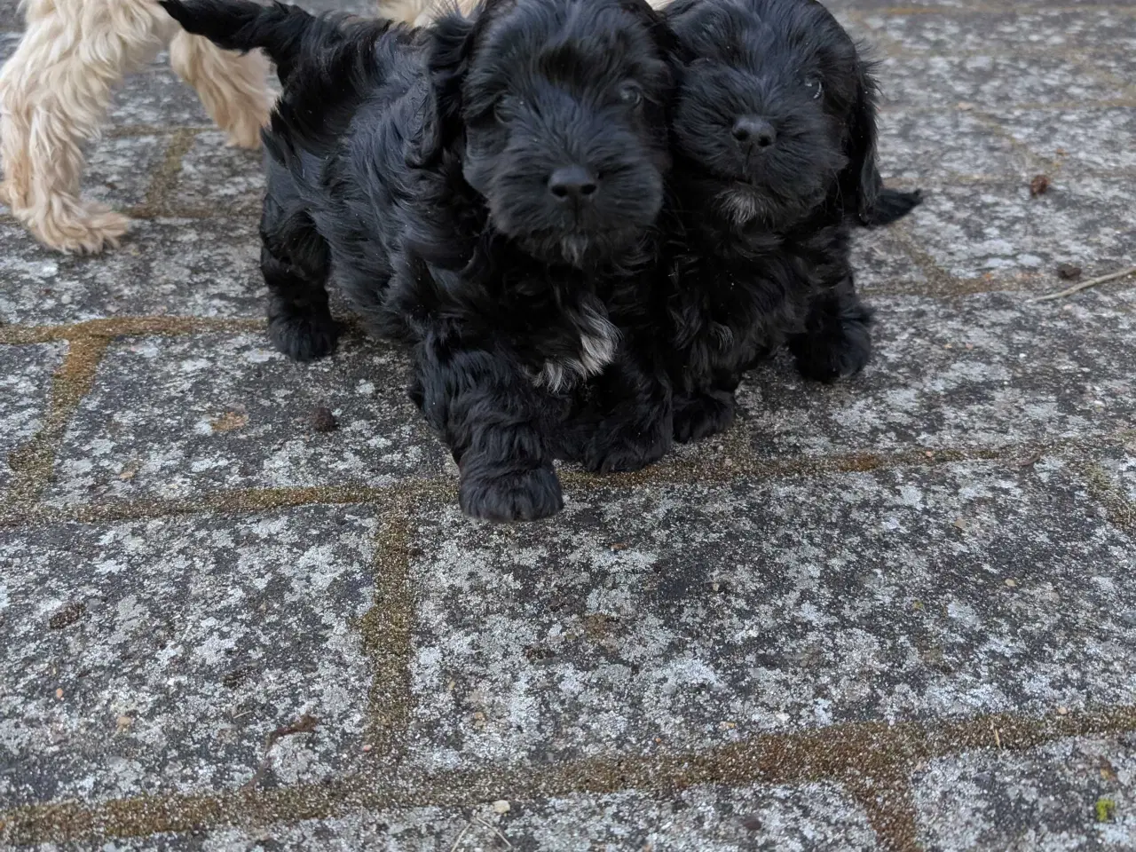 Billede 8 - Rumle og børste - Maltipoo