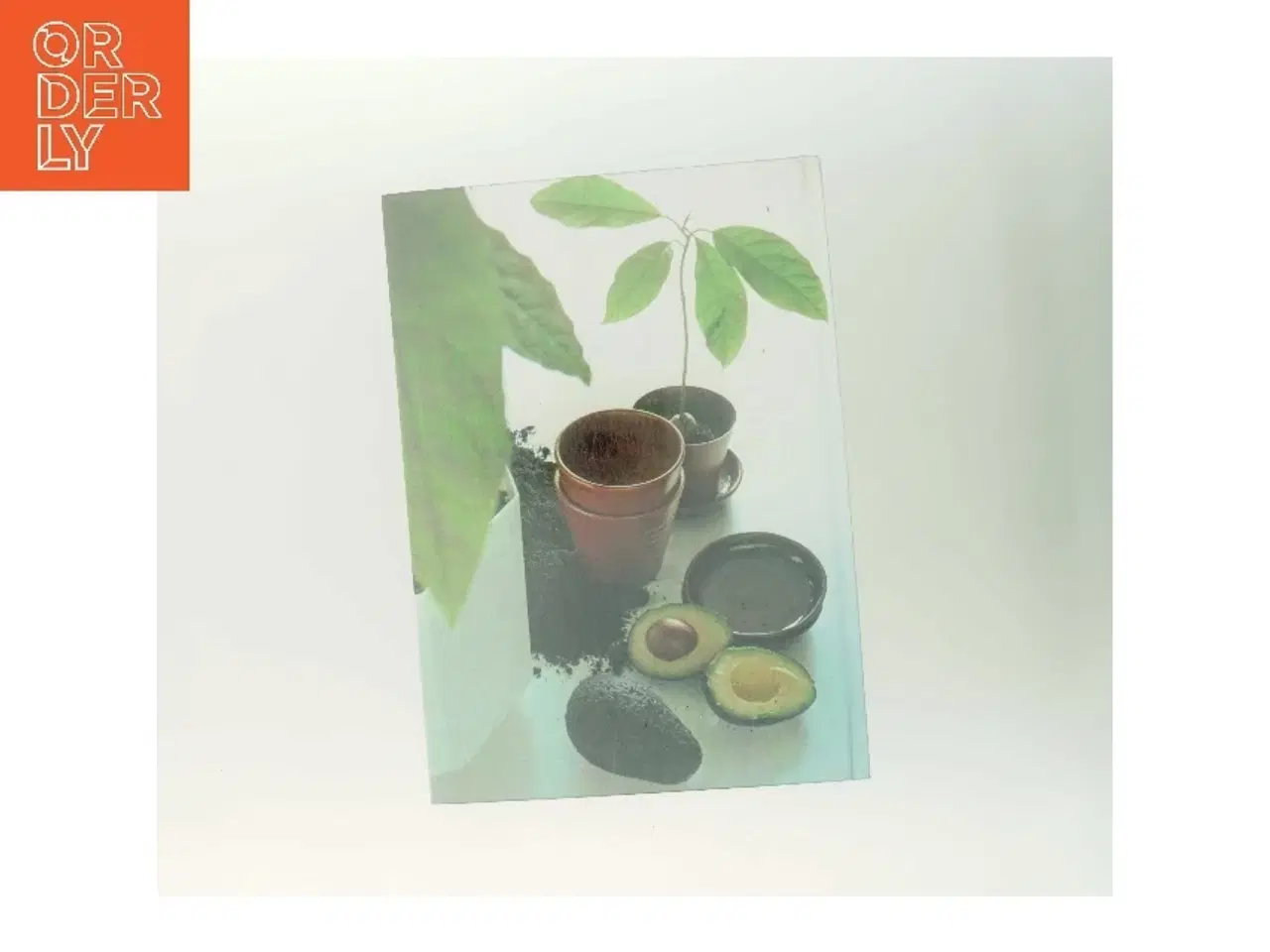 Billede 3 - Sjældne frugter (Bog)