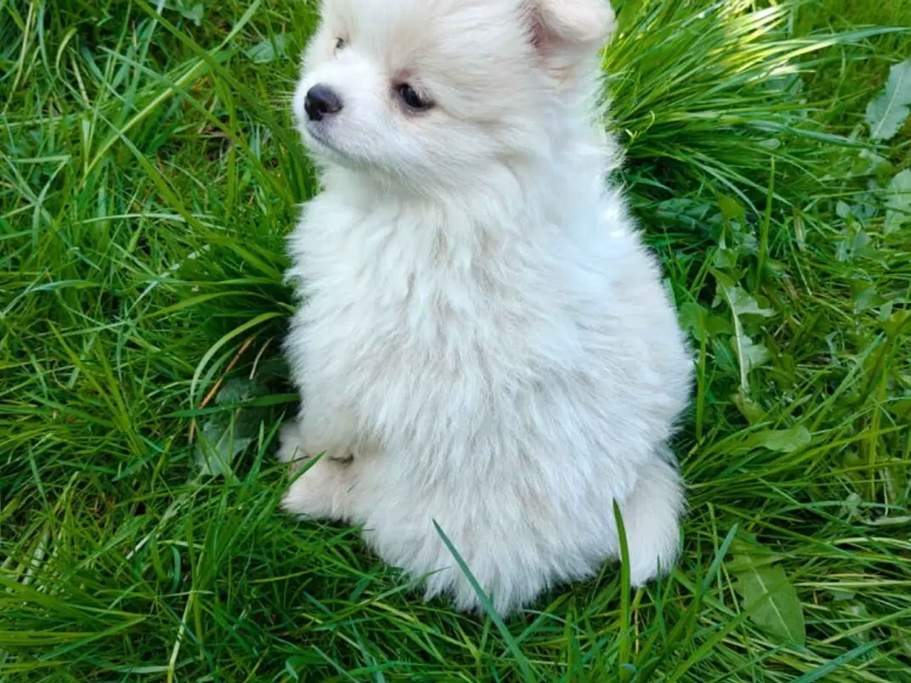 Billede 3 - Pomeranian
