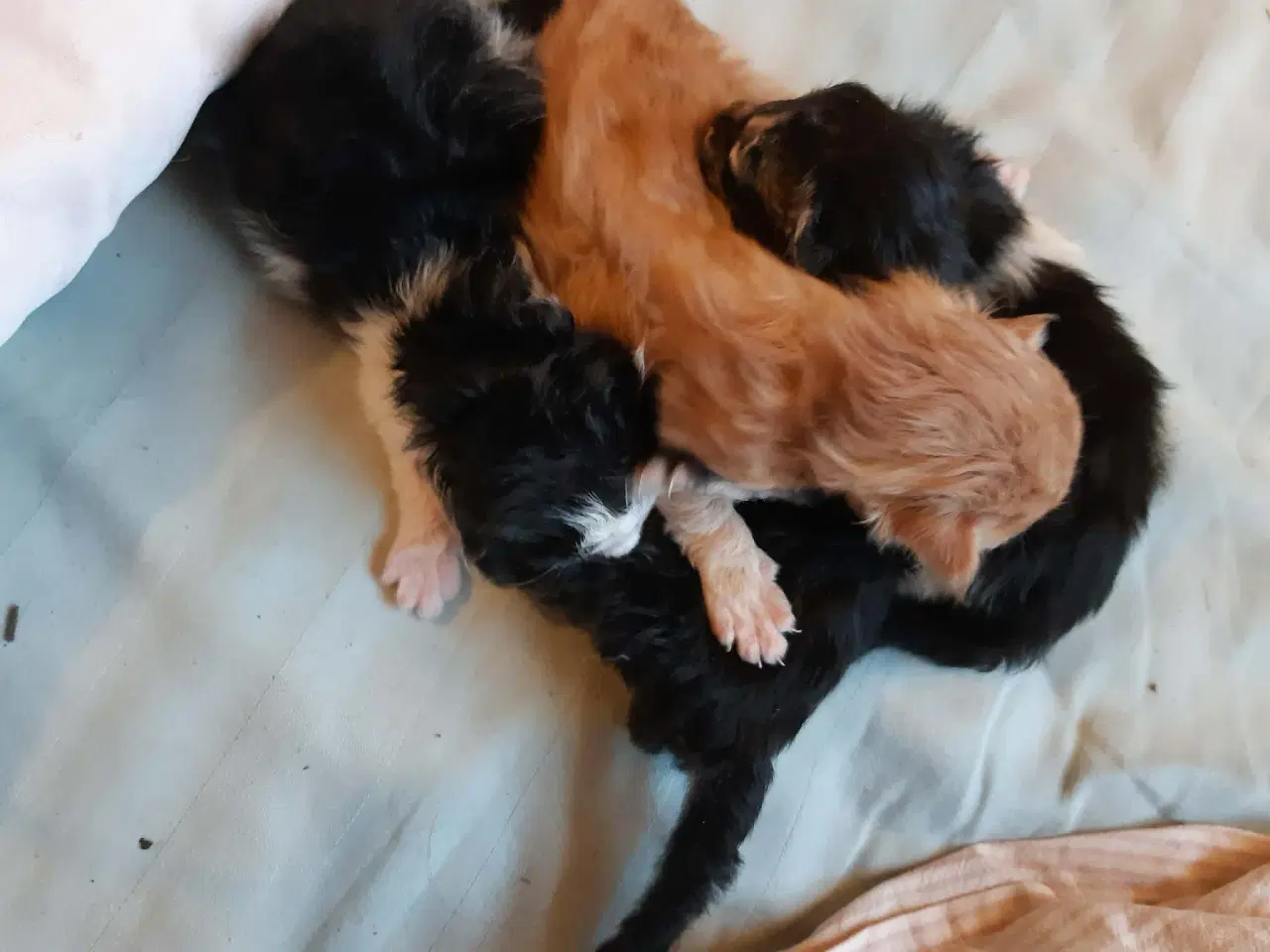 Billede 8 - Maine Coon killinger, klar 17 juni