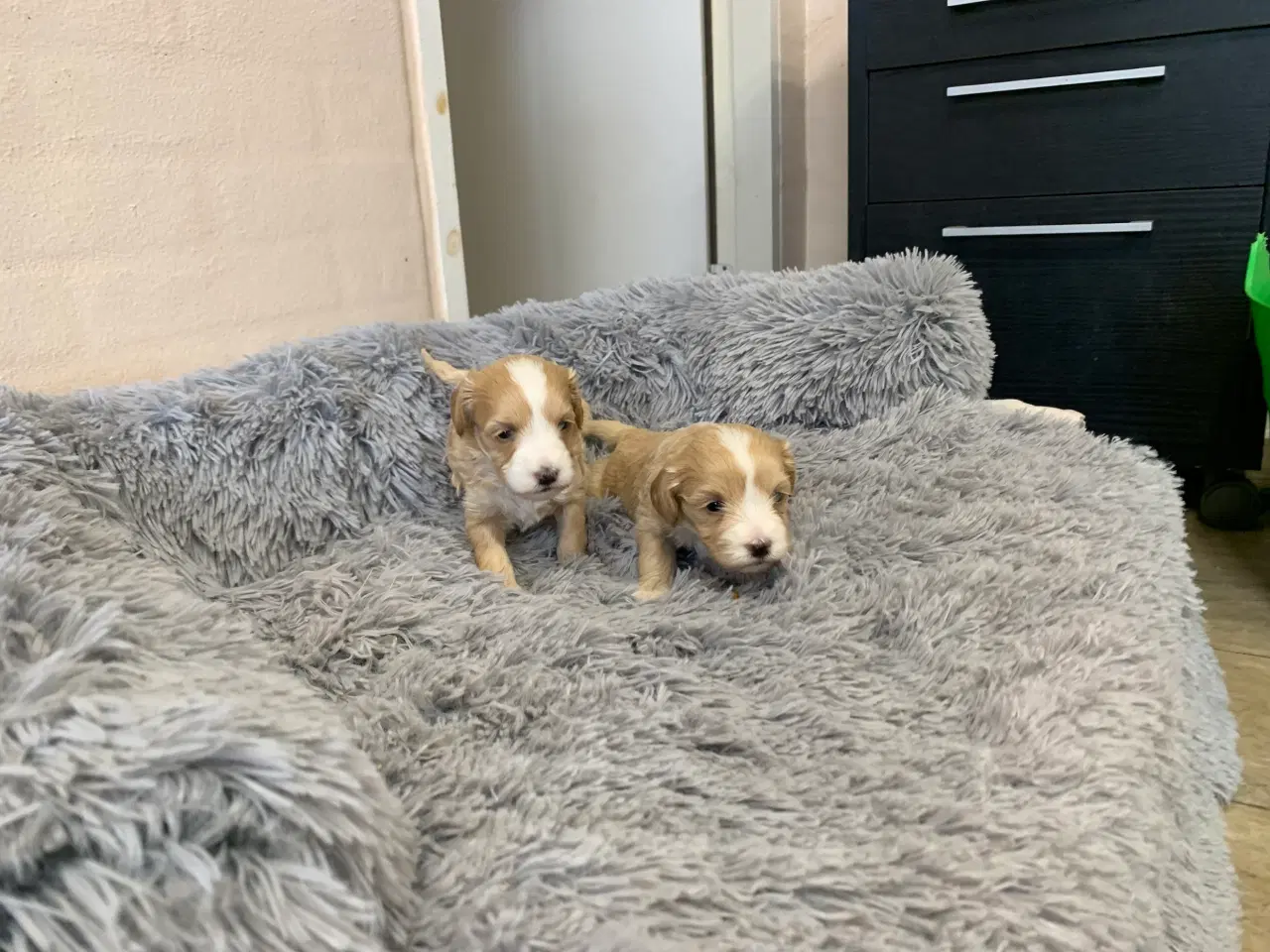 Billede 10 - Små fine Maltipoo babyer 