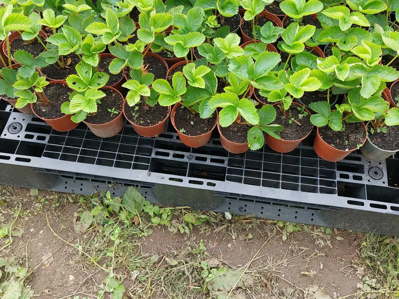 Billede 4 - Store jordbærplanter I potter 