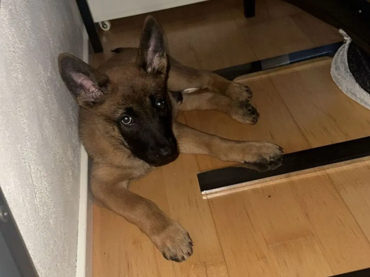 Billede 2 - Hund ( han)