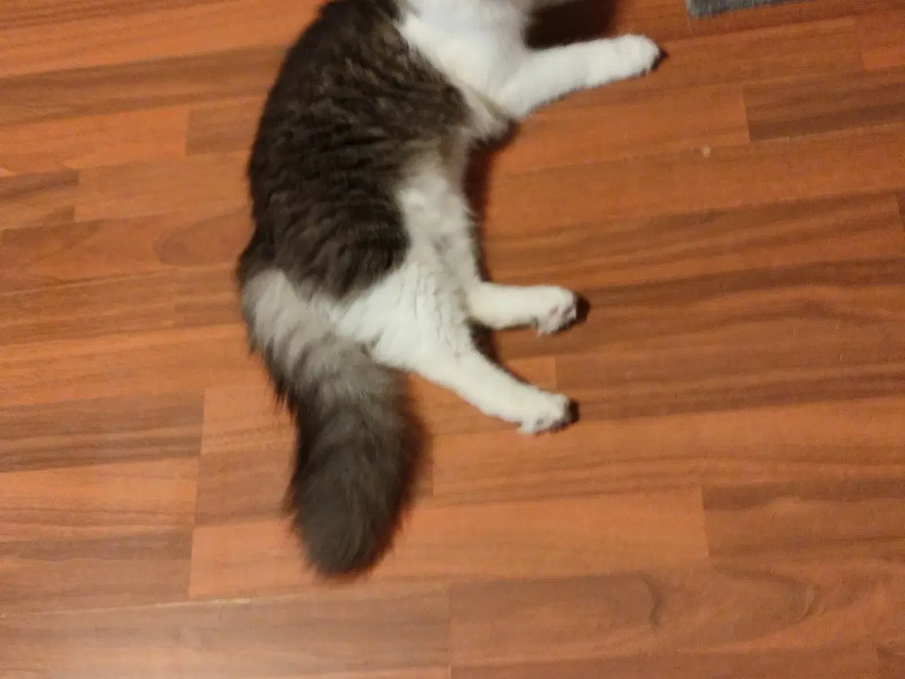 Billede 5 - 1 års han Maine coon ved navn Lucifer.