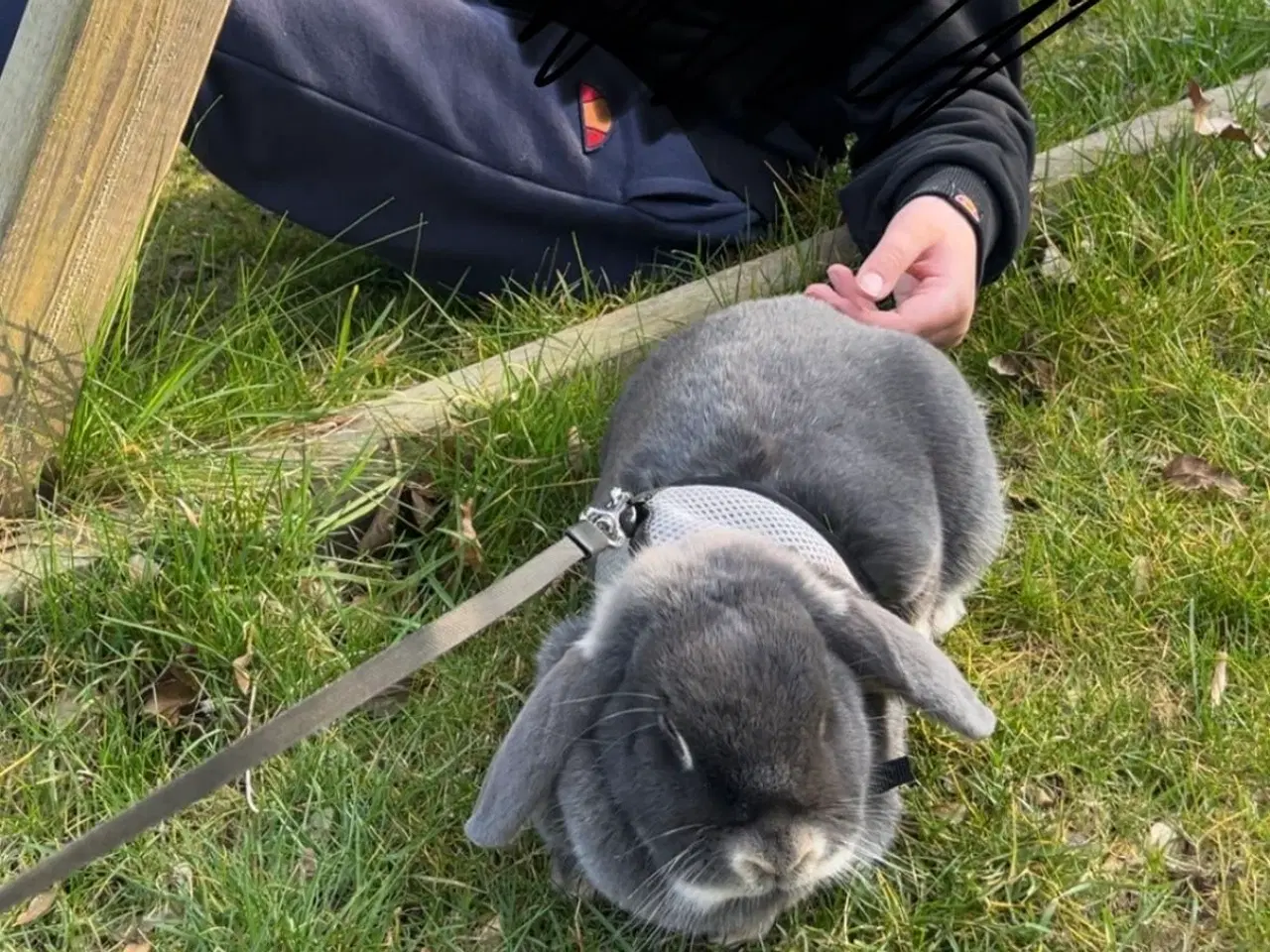 Billede 4 - 2 søde kaniner søger nyt hjem