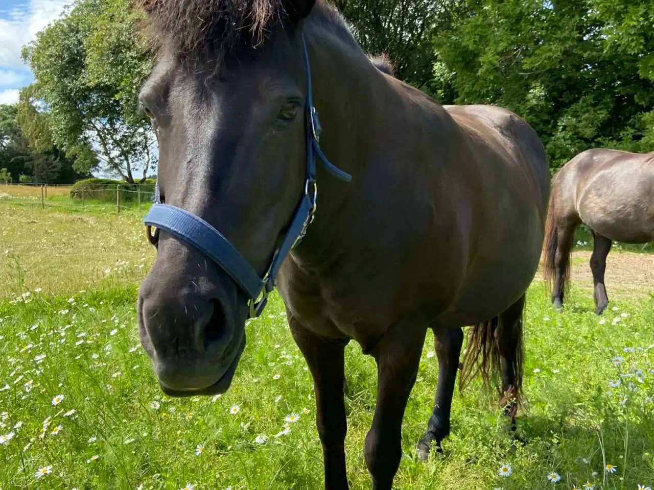 Billede 1 - Islænder + shetlandspony (reserveret) 