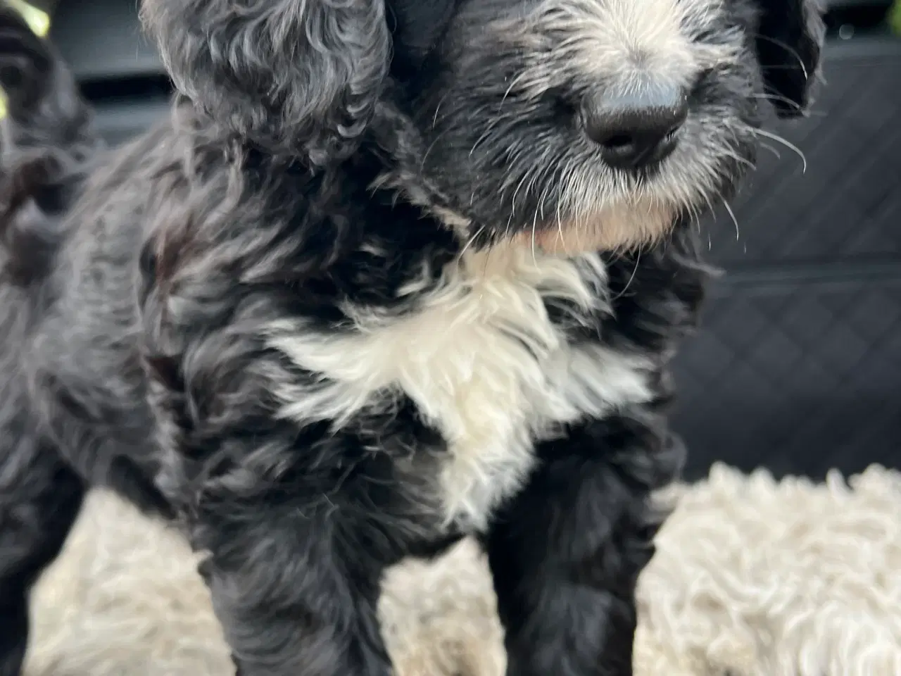 Billede 3 - Bernedoodle / berne doodle 