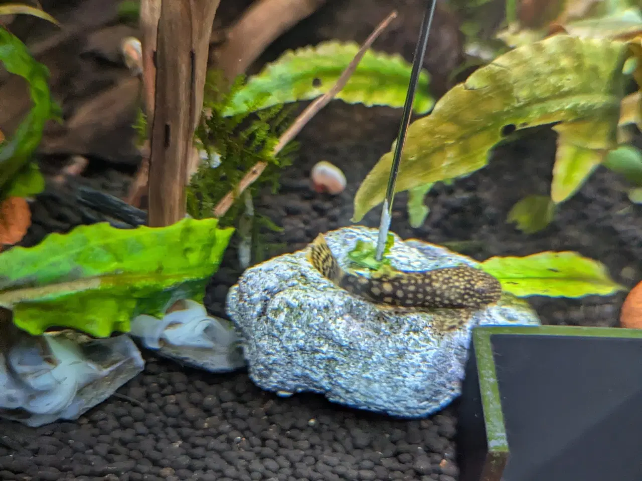 Billede 8 - Juwel akvarie 125L