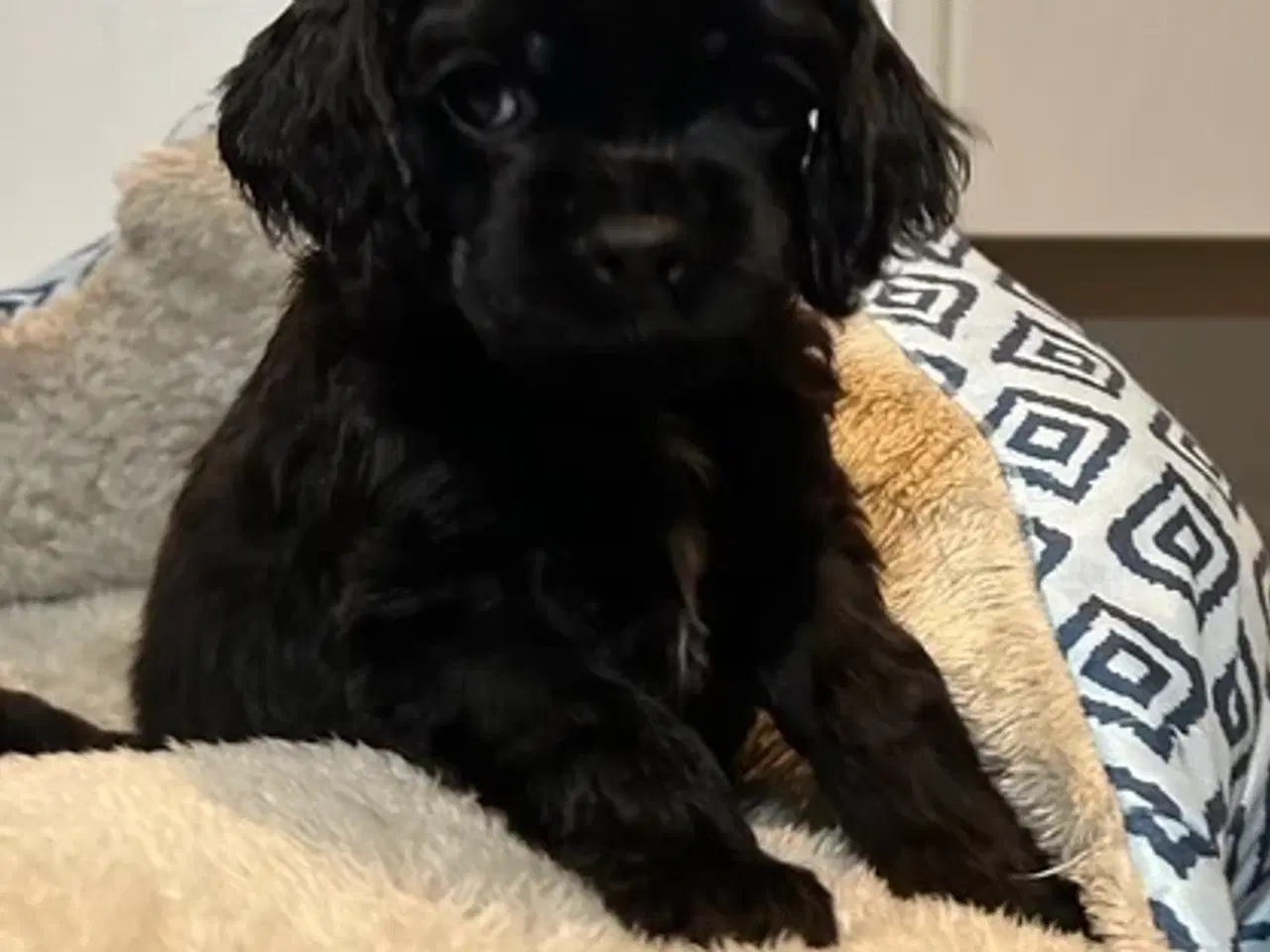 Billede 10 - Amerikansk Cocker hvalpe