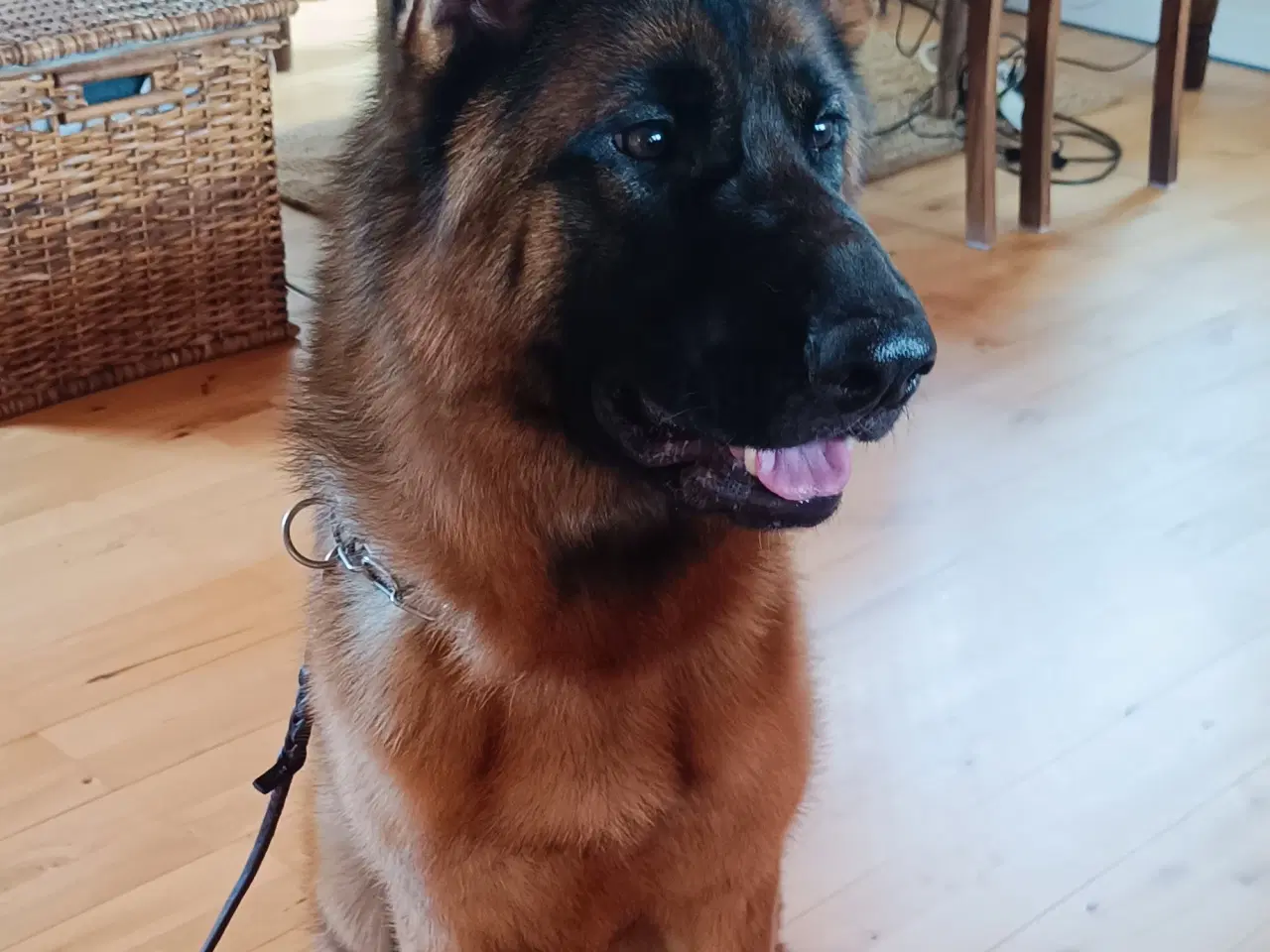 Billede 4 - Schæfer hund tæve 1 år