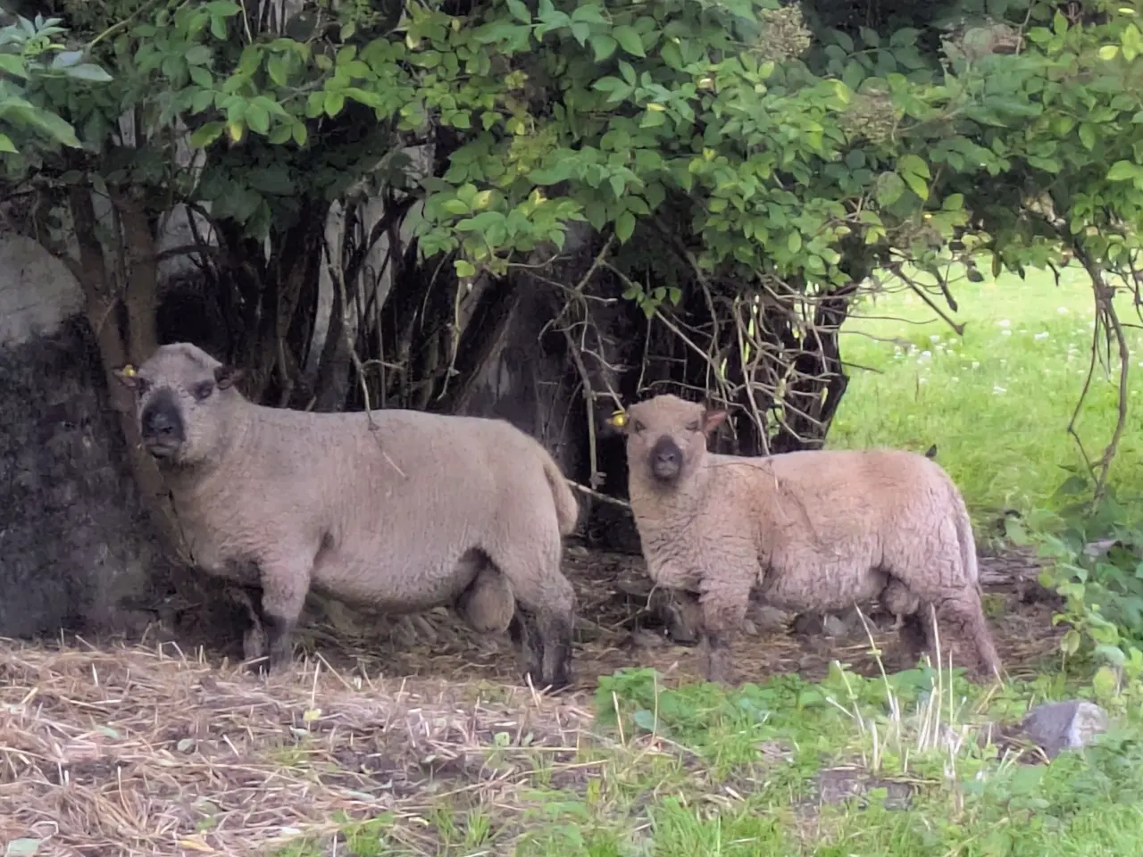 Billede 3 - Shropshire vædderlam