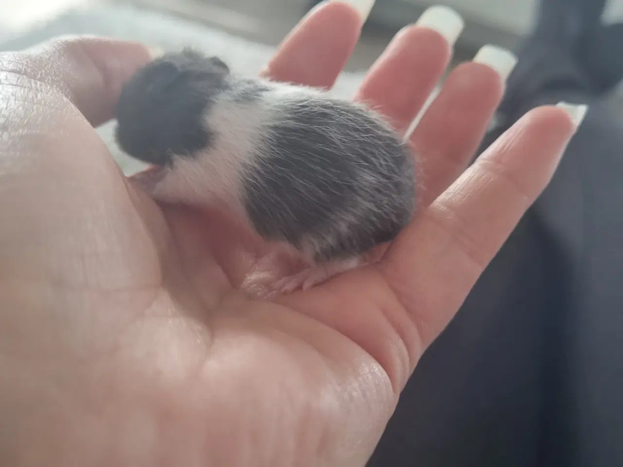 Billede 6 - Guldhamster unger sælges
