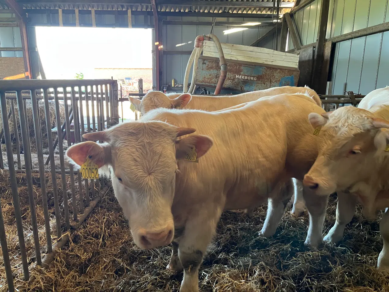 Billede 7 - Charolais avlstyr