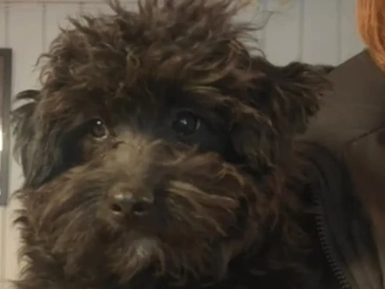Billede 3 - Cavapoo