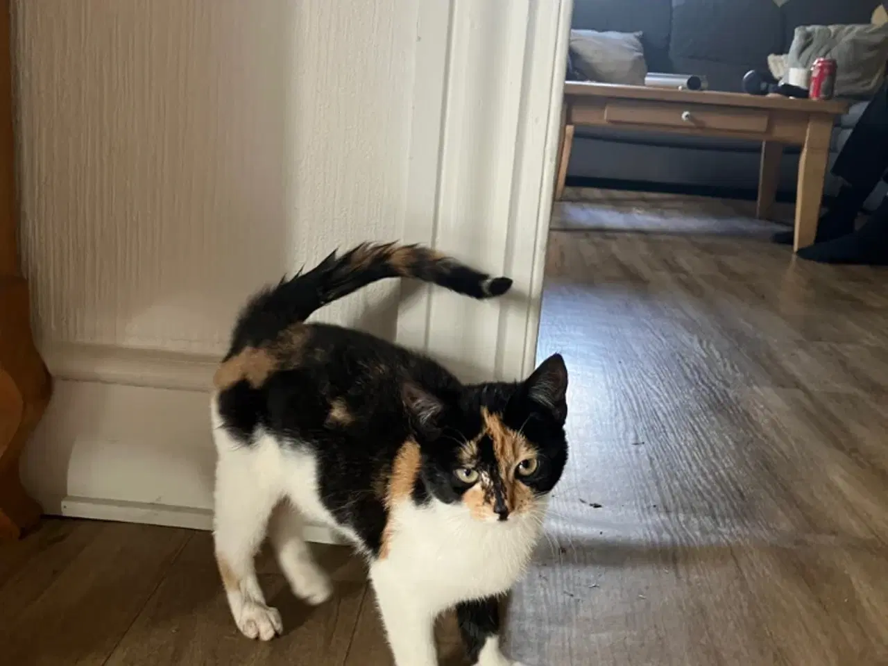 Billede 1 - Katte killinger