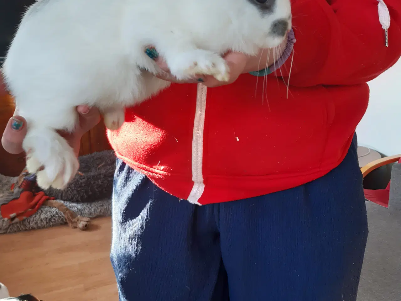 Billede 1 - Kanin unger