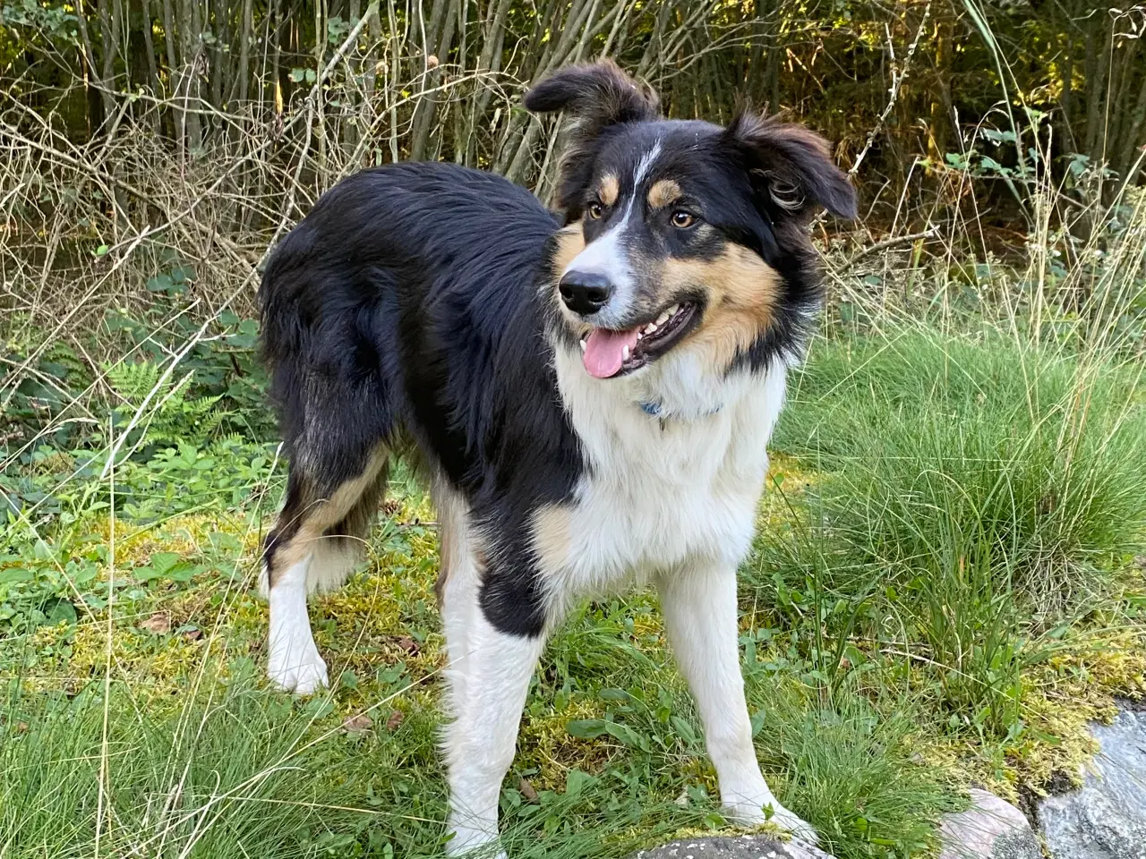 Billede 3 - Border collie dreng