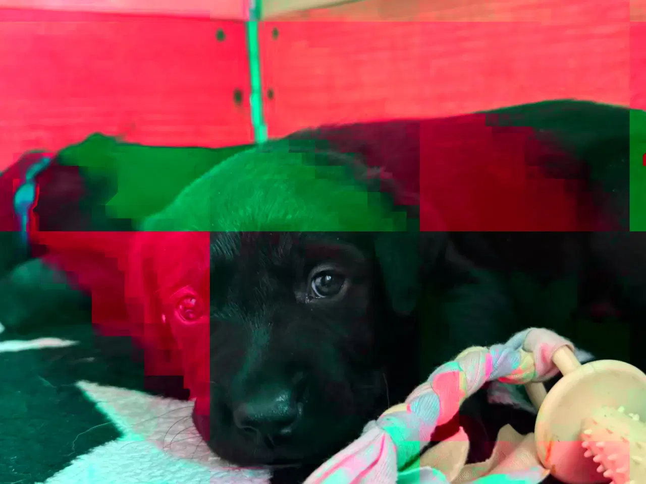 Billede 5 - Formel1  hvalpe 🥰 