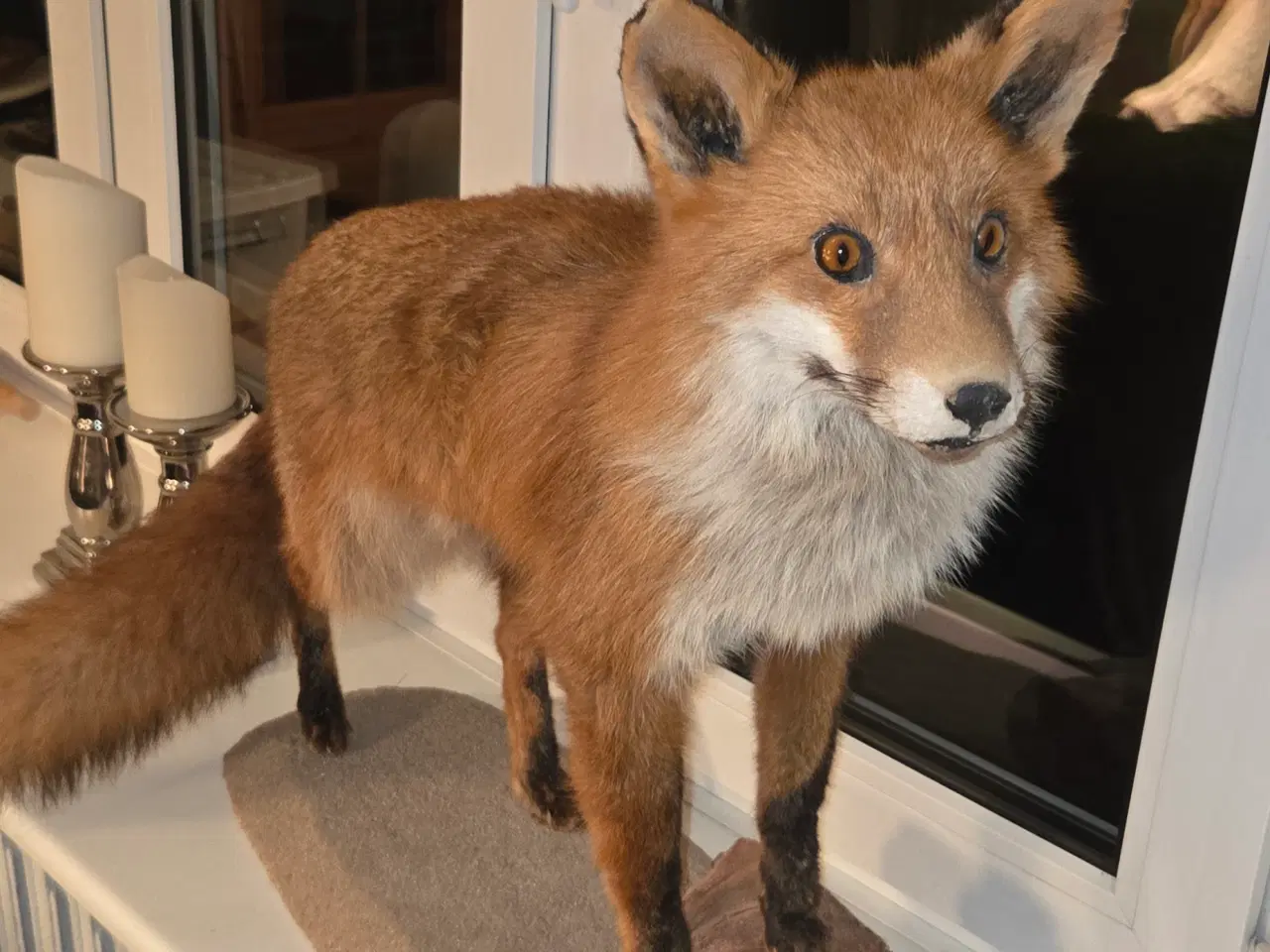 Billede 3 - Udstoppet Ræv