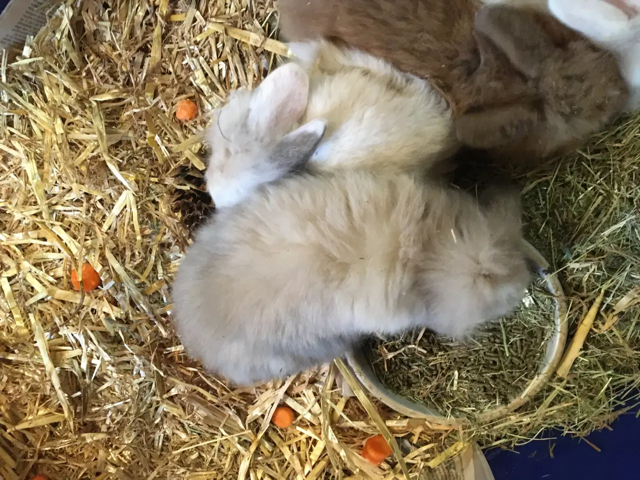 Billede 7 - Lille Valde er nu klar til at komme videre