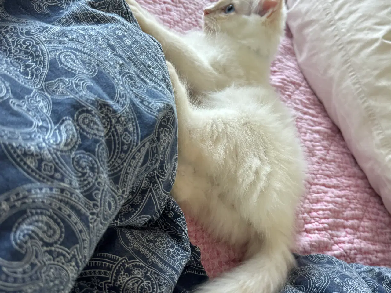 Billede 3 - Ragdoll han-misling - Klar til afrejse ;-) 