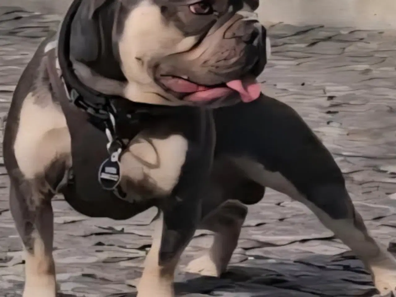 Billede 16 - Fransk bulldoghvalpe  pragteksemplar af forældre.