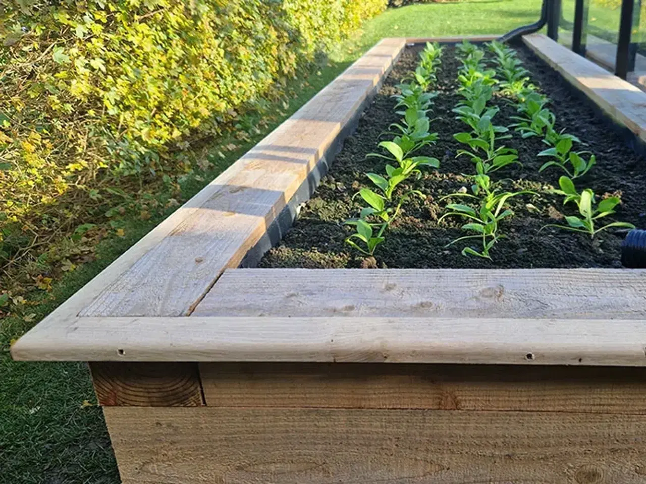 Billede 2 - Sneglehegn der virker!