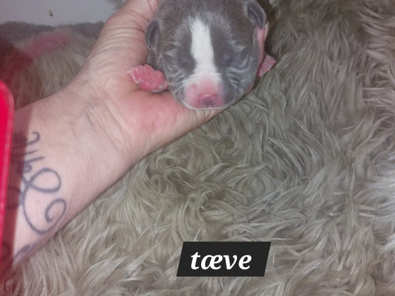 Billede 3 - American bully hvalpe 