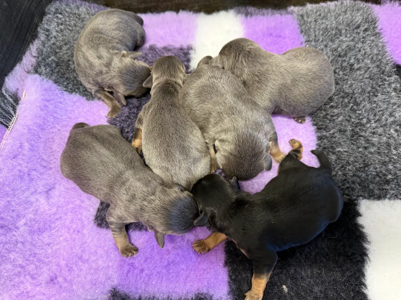 Billede 3 - Froodle - fransk bulldog / puddel