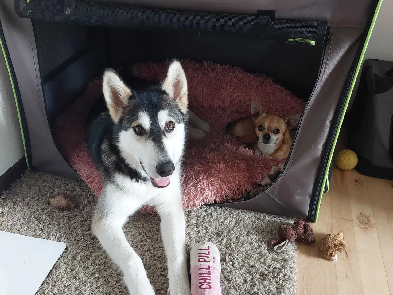 Billede 2 - Alaskan malamute hvalp 