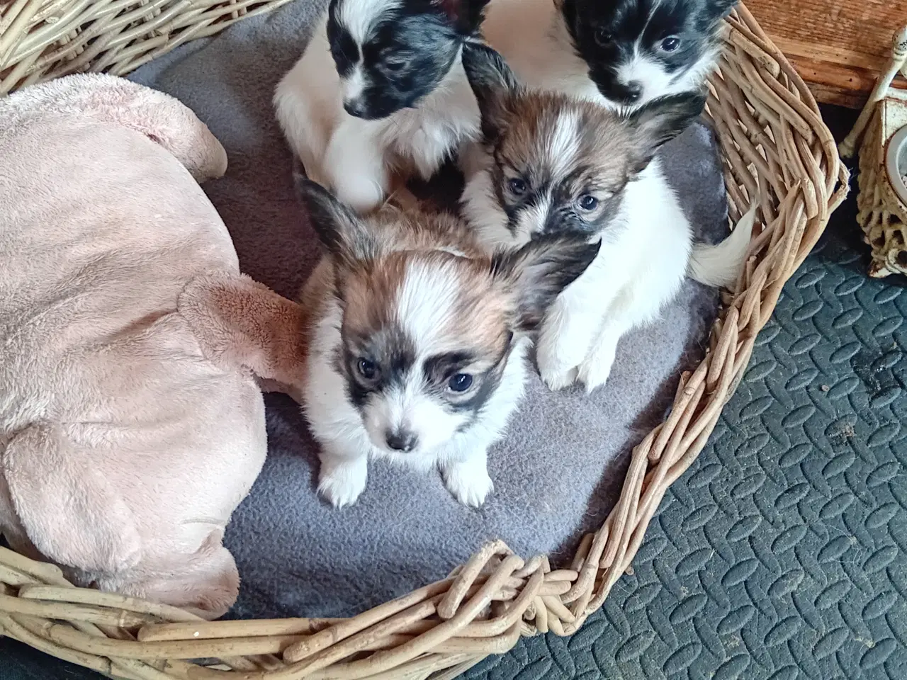 Billede 1 - Papillon hvalpe