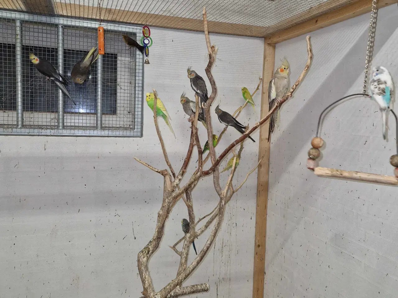 Billede 1 - Nymfe parakitter, undulater, dværgpapegøjer