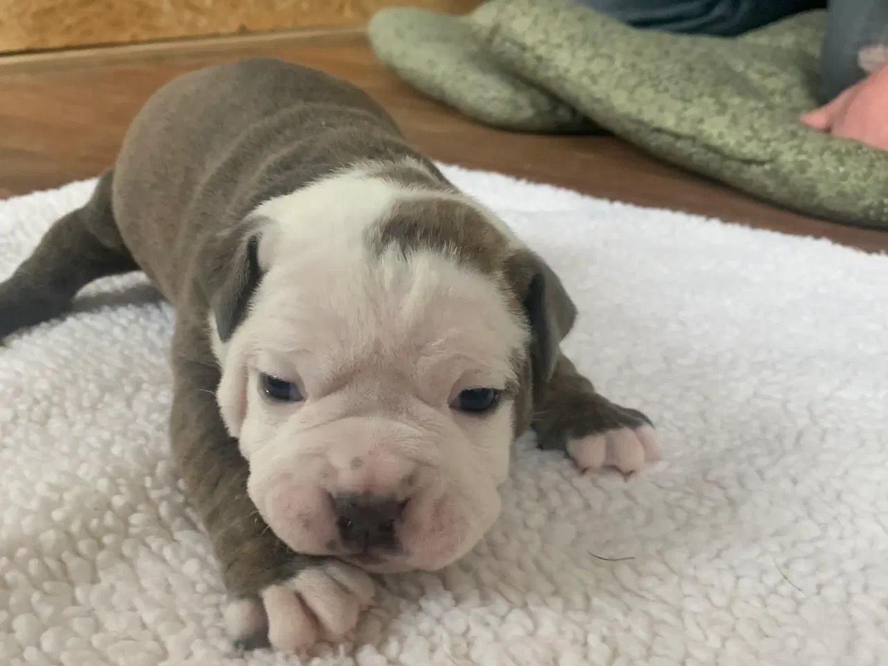 Billede 4 - New English Bulldog hvalpe 