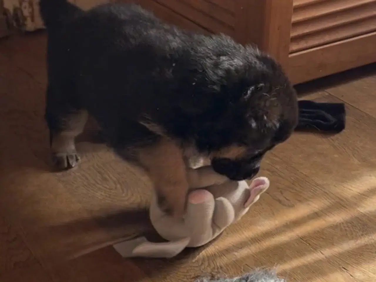 Billede 2 - Schæferhvalpe med DKK stambog