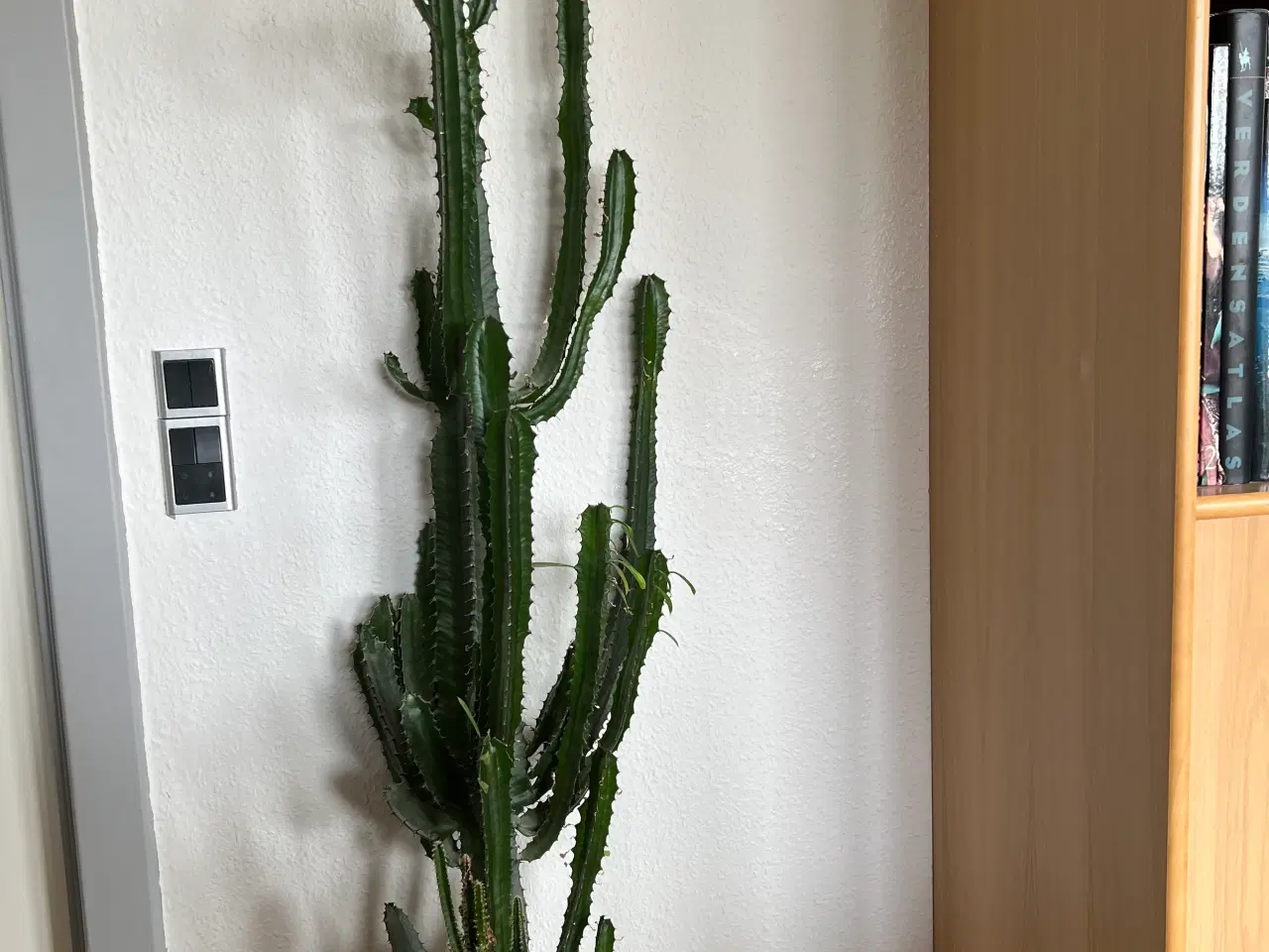 Billede 2 - Store kaktusser 