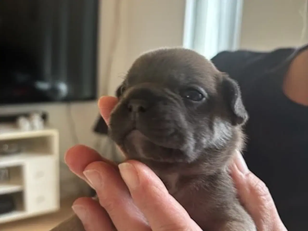 Billede 6 - Fransk Bulldog Hvalpe