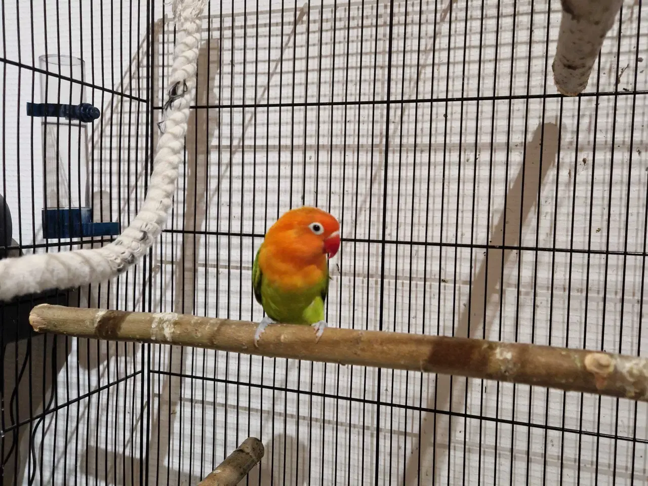 Billede 1 - Rødhovedet dværgpapegøje