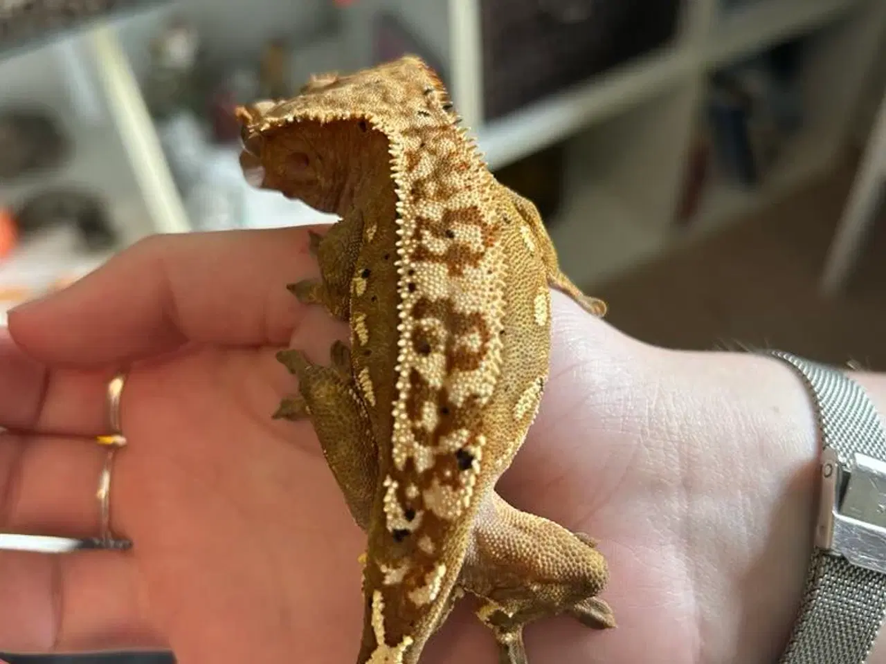 Billede 3 - Kronegekko incl terrarie