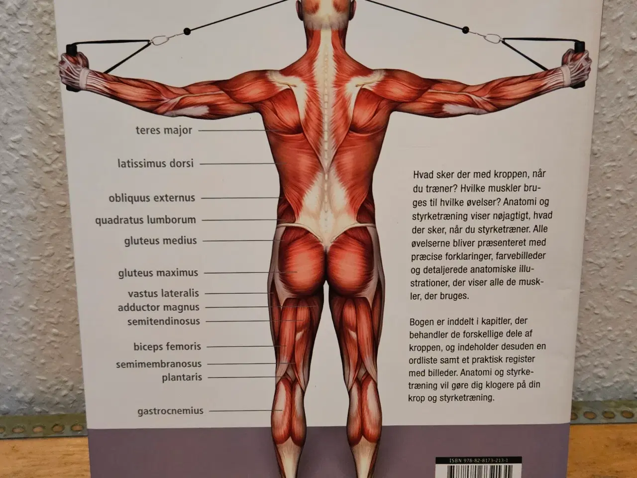 Billede 2 - Anatomi og styrketræning
