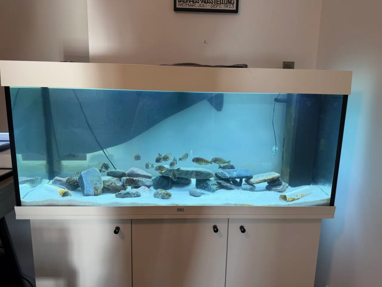 Billede 3 - Cichlider - 14 styk Tropheus Red Rainbow