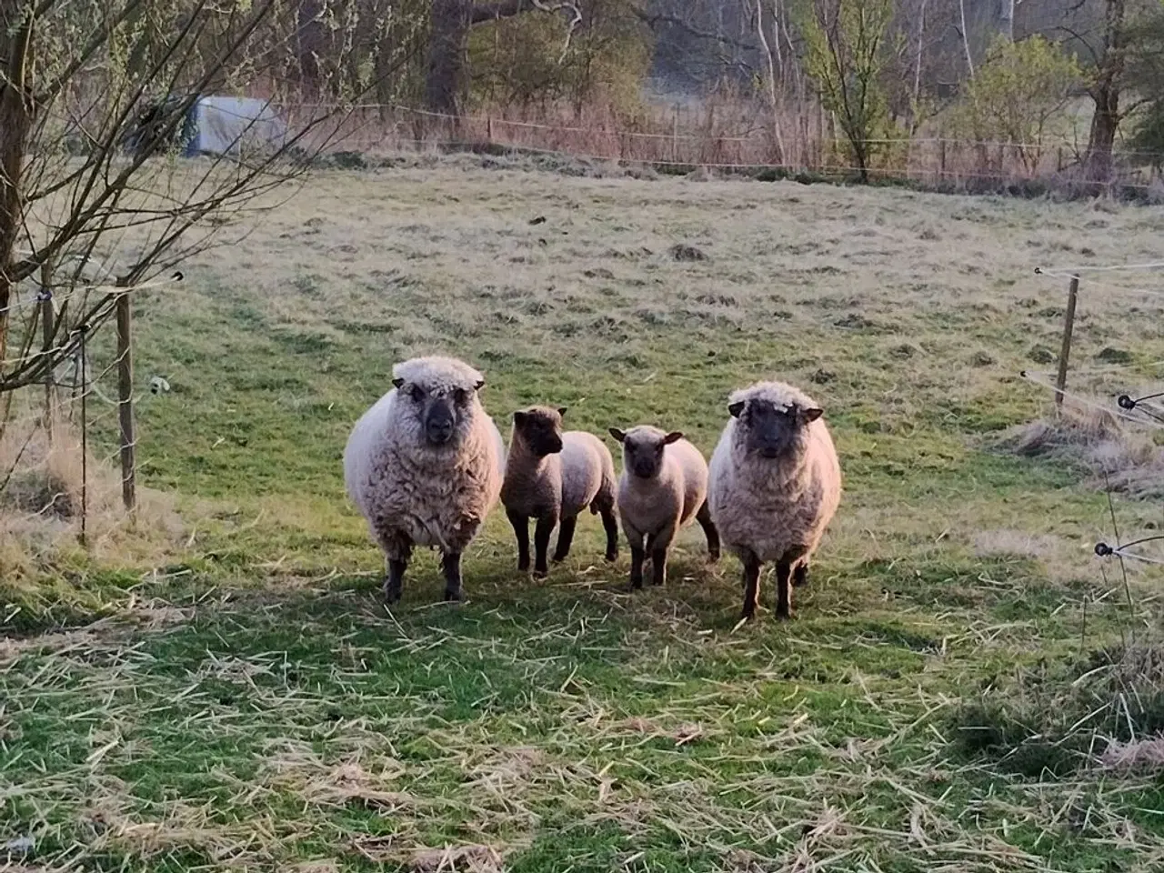 Billede 4 - Shropshire får og lam