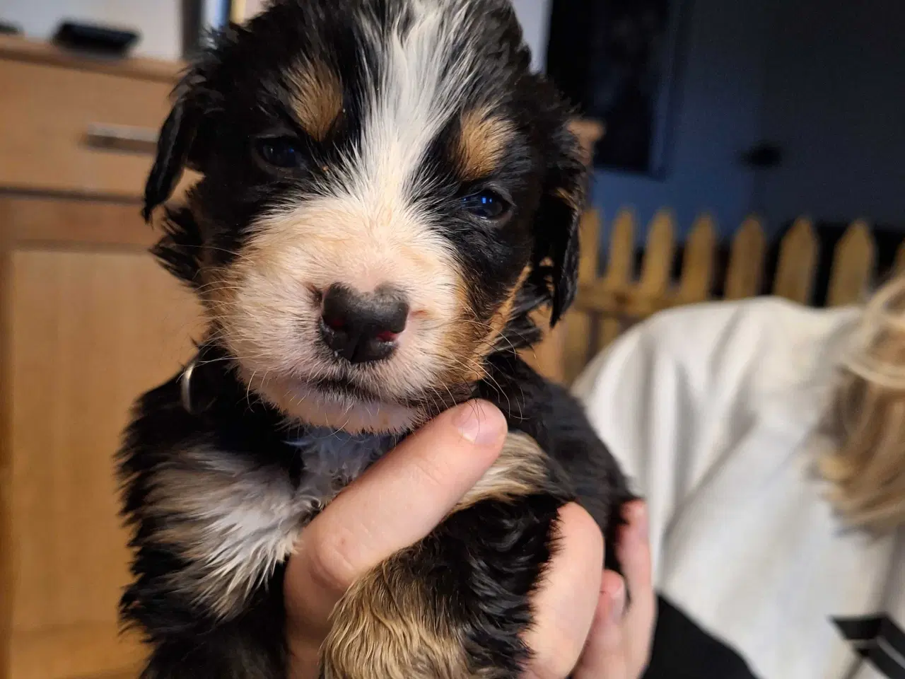 Billede 7 - Bernersenne hvalpe