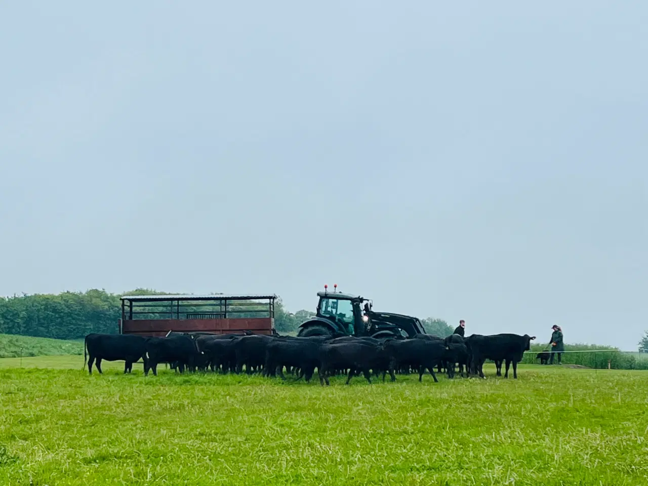 Billede 1 - Wagyu køer og tyr for salg