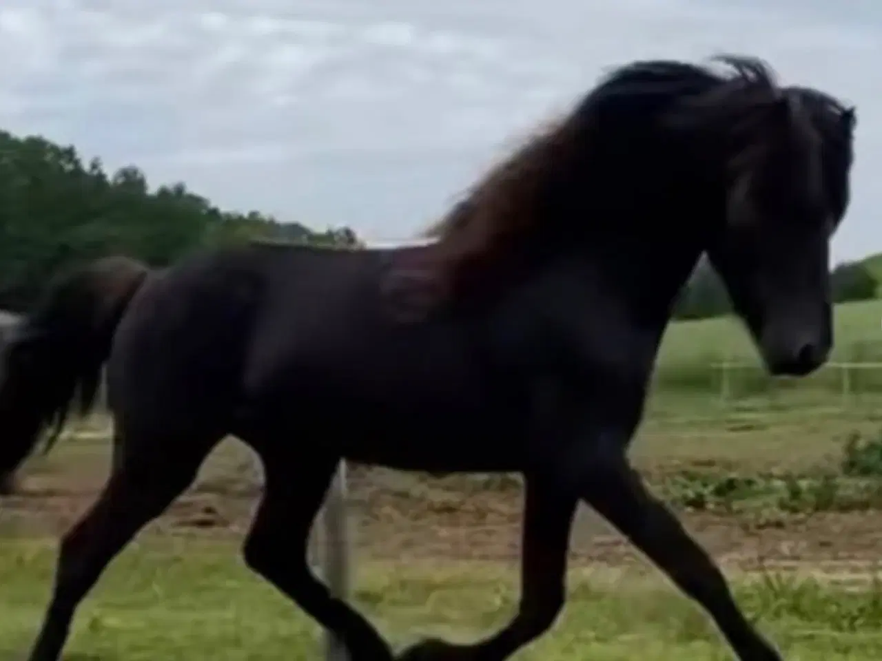Billede 6 - Sød og lækker 3 års hoppe